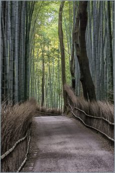 Bamboo Forest - Kyoto Surroundings, Japan