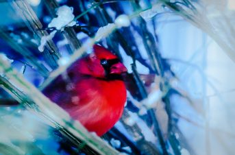 Peeking Cardinal