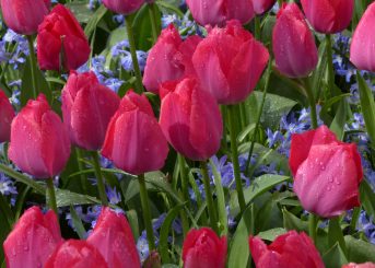 Spring Rain on Tulips