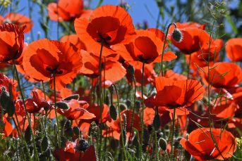 Poppies for Hope by Susan Jenkins