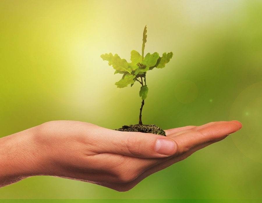 Hand holding a seedling (Image by Nico Wall from Pixabay)